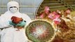 Bird Flu in India: क्या होता है Avian Virus, इंसानो के लिए ये है  कितना खतरनाक ? । Boldsky
