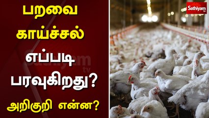 பறவை காய்ச்சல்எப்படி பரவுகிறது? - அறிகுறி என்ன? | What is bird flu symptoms?