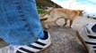 I took photos of stray cats living in Japan.45