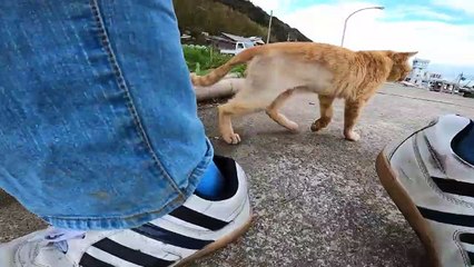 I took photos of stray cats living in Japan.45