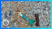 Heboh! Putri Duyung Terdampar di Tumpukan Sampah di Pantai Kuta - TomoNews