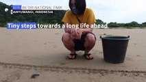 Indonesia's baby sea turtles make a break for freedom