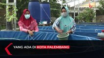 Budidaya Lele Dengan Bioflok, Ini Tipsnya