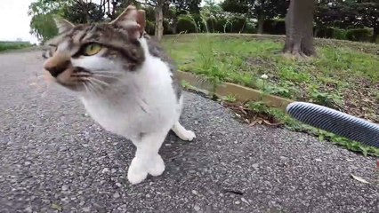 I took photos of stray cats living in Japan.46