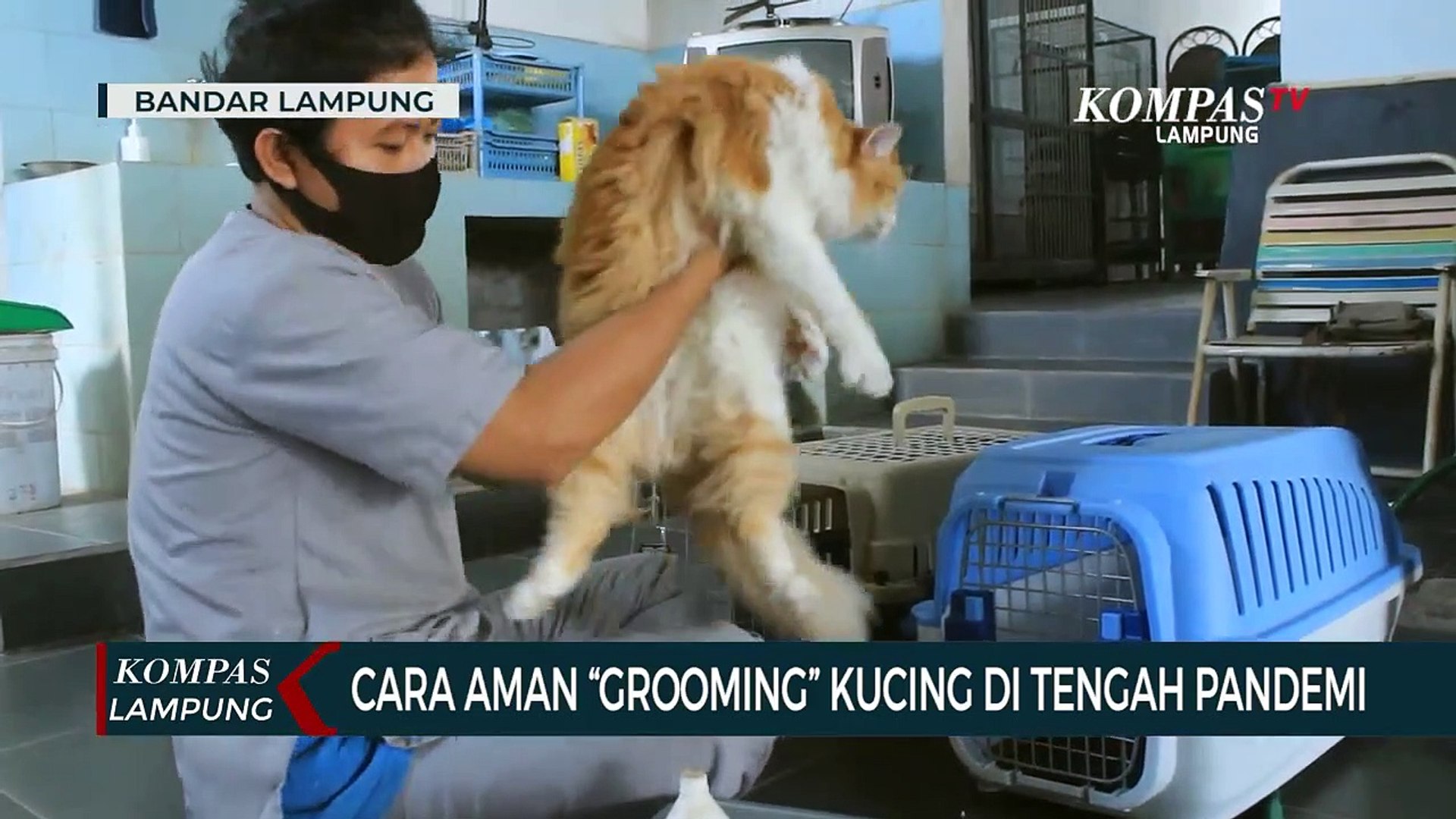 ⁣Cara Aman Grooming Kucing di Tengah Pandemi