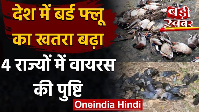 Bird Flu in India: देश में बढ़ा बर्ड फ्लू का खतरा, 4 राज्यों में Avian flu की पुष्टि |वनइंडिया हिंदी