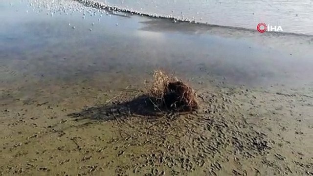 Büyükçekmece Gölü'nde korkutan görüntü: Suyun çekildiği alanda yeni kıyı seti oluştu