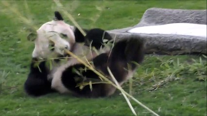 動画 9tsu 9tsu 無料 9tsu Meの動画 Dailymotion