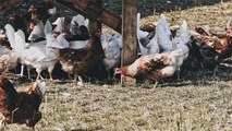 Bird Flu in India: केंद्र सरकार ने जारी की Guidelines, जारी हुआ Alert | Boldsky