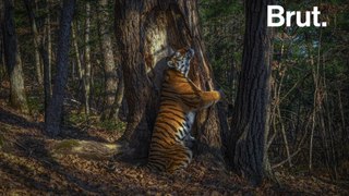 The story of a rare photograph of a Siberian tiger