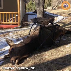 Il sauve des élans coincés dans une chaise de jardin