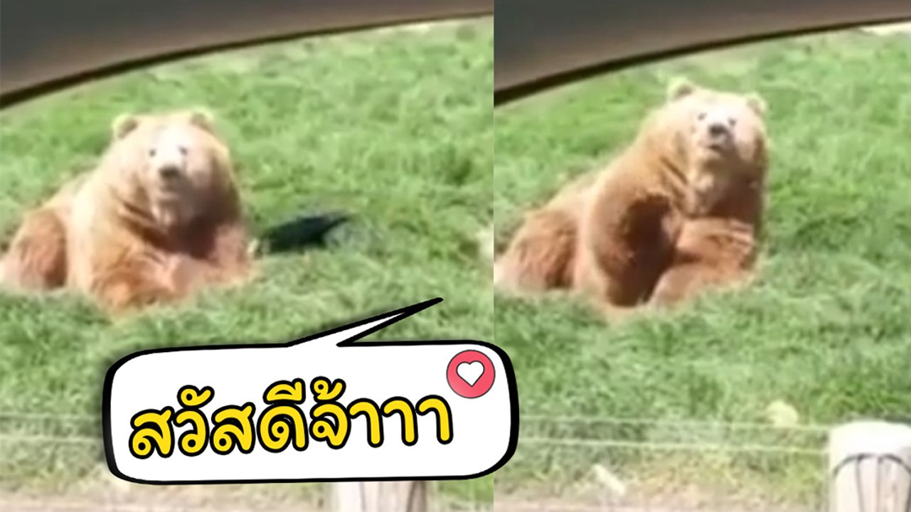โซเชียลแห่ไลก์ !! หมีขี้เล่น นิสัยดี แถมเป็นงาน...