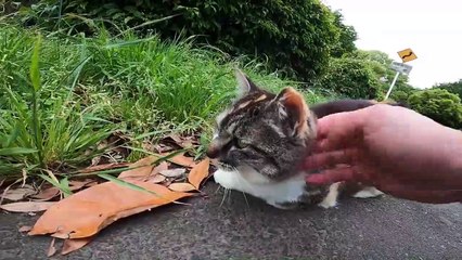 I took photos of stray cats living in Japan.48