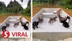 Eight cats rescued from floods
