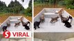 Eight cats rescued from floods