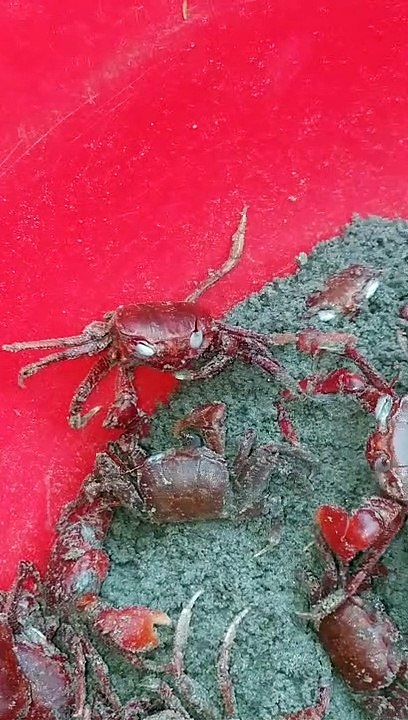 crab fight