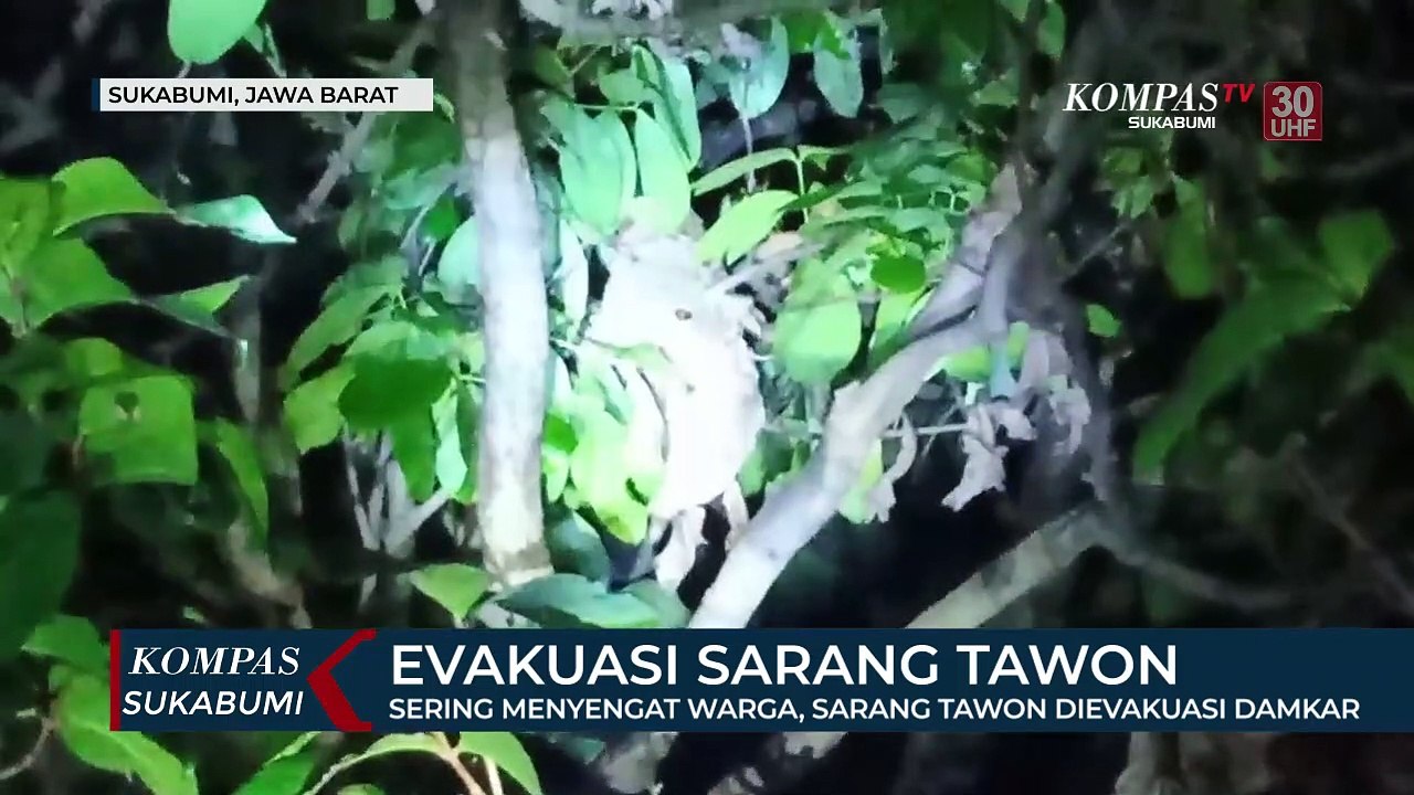 Sering Menyengat Warga, Sarang Tawon Dievakuasi Damkar