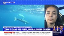 Une baleine est coincée dans des filets au Japon. Que faire pour la sauver? - BFMTV répond à vos questions