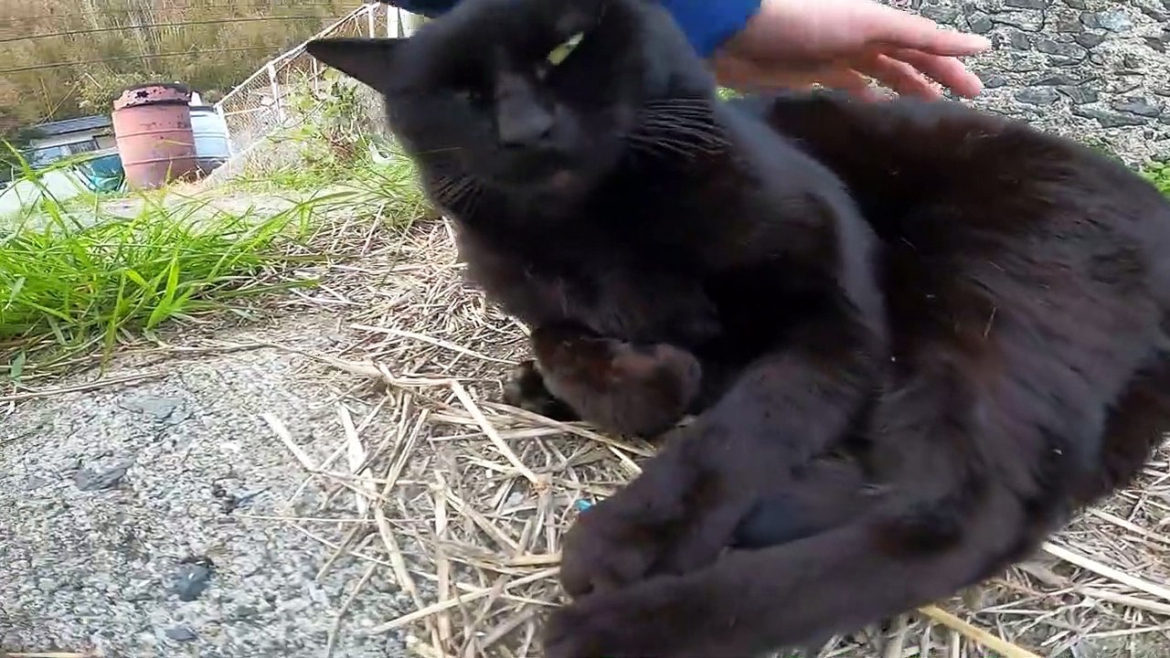 I took photos of stray cats living in Japan.49