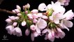 Flowers Time Lapse - Blooming, Dying, Resurrection - Crab Apple, Apricot, Orchid, Dahlia, etc.