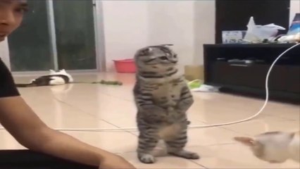 Funny Cats - Cats In Funny Situations