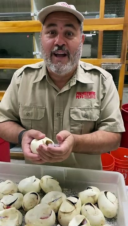 Baby snakes hatching never gets old especially when they look like this 