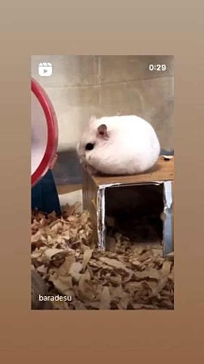 ハムスター
