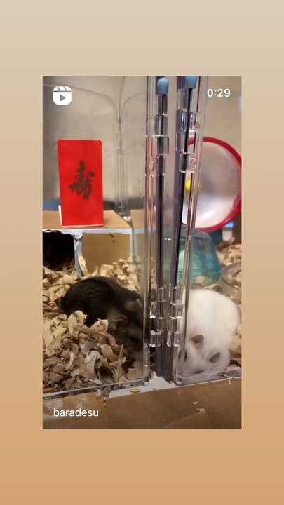hamster