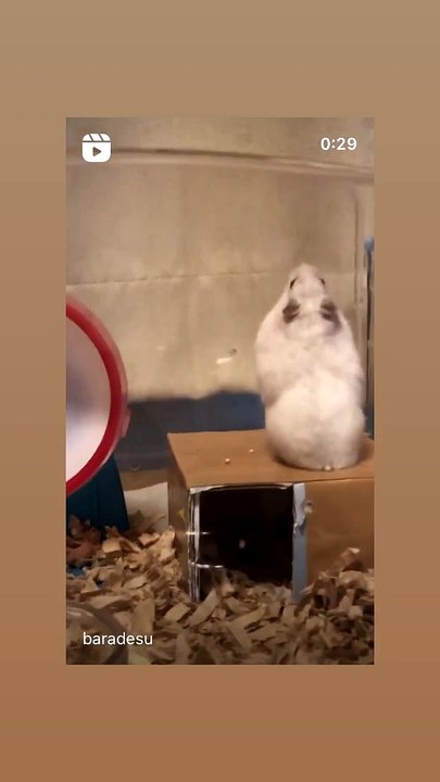ハムスター