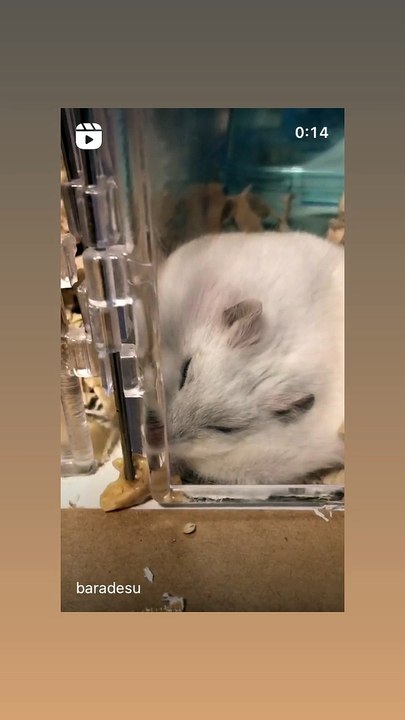 ハムスター
