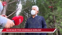 Siyanür kadar güçlü zehri olan 'balon balığı' tehlike saçıyor