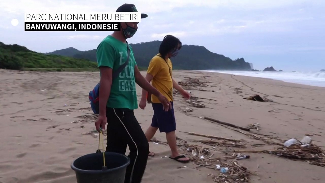 Des bébés tortues de mer s'élancent vers la liberté, sur une plage d'Indonésie