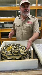 Cara membuat morph reticulatus python || by jayprehistoricpets