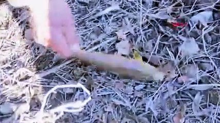 Çaya elektrik verdiler, yüzlerce balık telef oldu