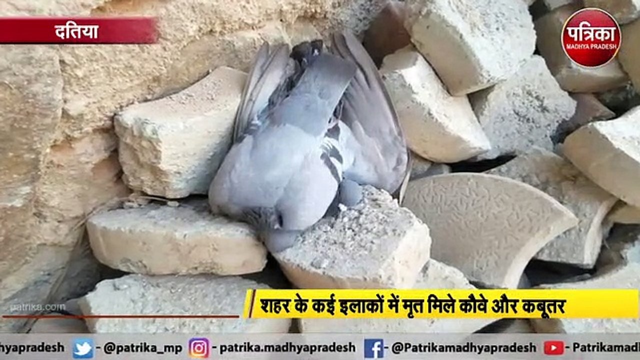 MP में बढ़ रहा है बर्ड फ्लू का खतरा, शहर के कई इलाकों में मृत मिले कौवे और कबूतर