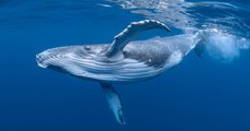 Des scientifiques découvrent une nouvelle population de baleines bleues grâce à son chant unique