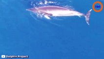 Cette baleine est coincée depuis plus de 12 jours dans des filets de pêche au Japon