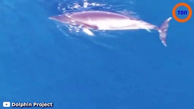 Cette baleine est coincée depuis plus de 12 jours dans des filets de pêche au Japon