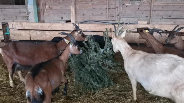 Les chèvres du Périgord recyclent des sapins de Noël