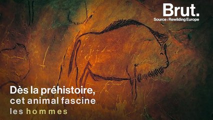 Comment les bisons d'Europe ont-ils été sauvés de l'extinction ?