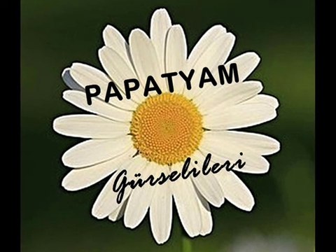 Gürsel İleri - Papatyam