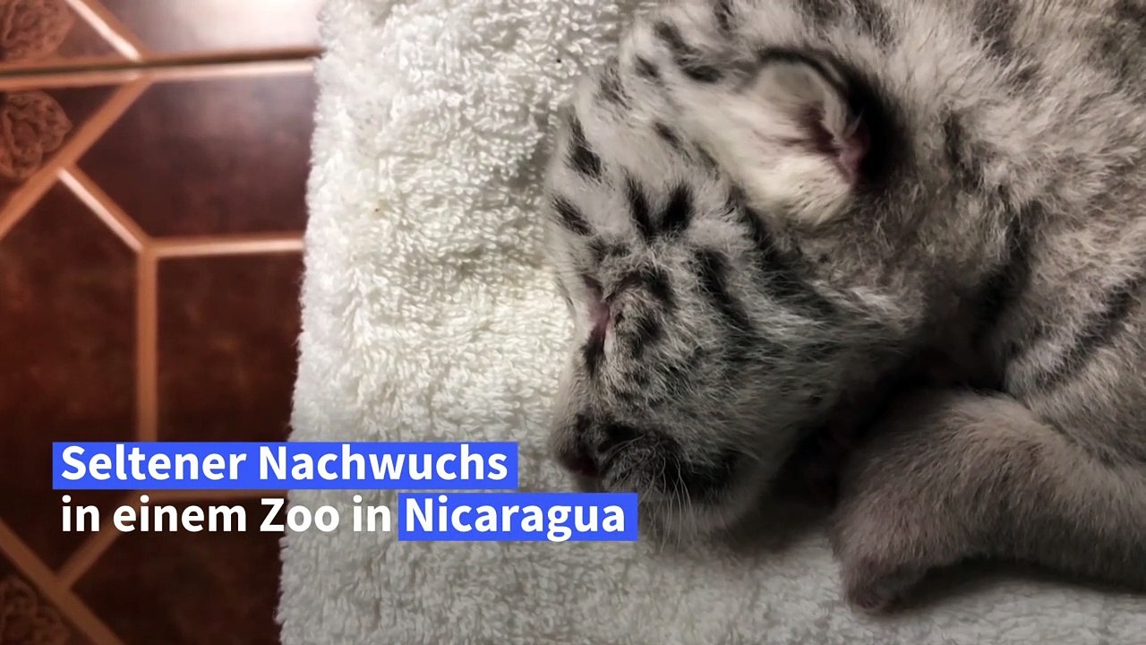 Weißer tiger im zoo in nicaragua geboren