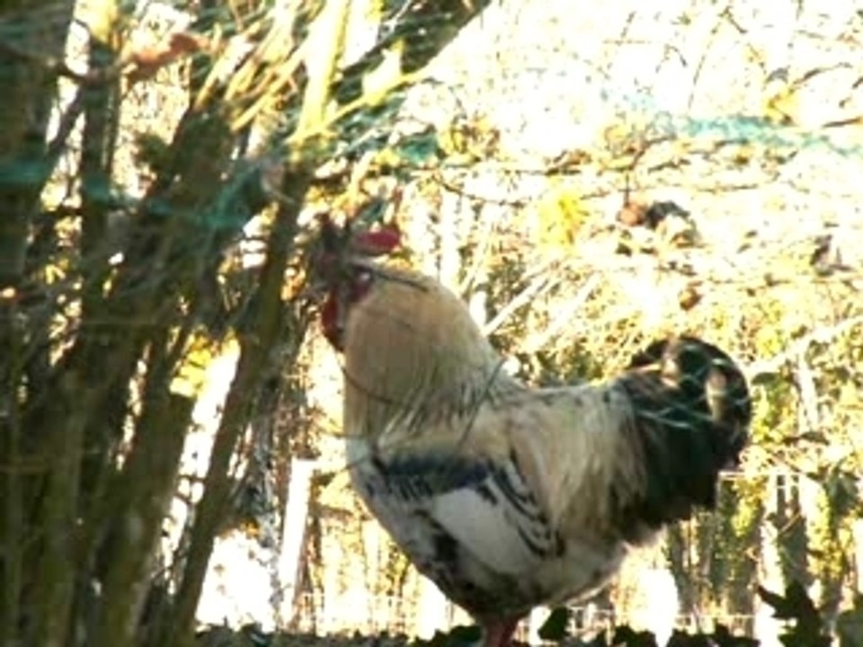 Coq nain