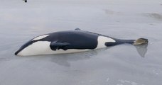 Échouée sur la plage, une orque de trois mètres de long a été sauvée par les habitants d'une île écossaise