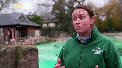 ZSL London Zoo’s Stocktake Day Goes as Planned