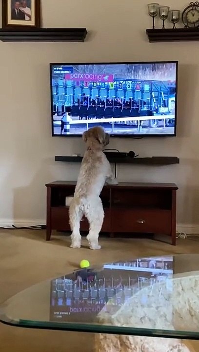 Quand un chien est un joueur de Tiercé