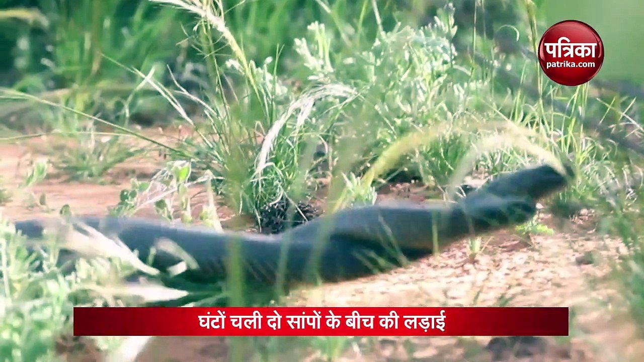 snakes fight
