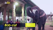 These Amazing Elephants With a Unique Haircut Can Really Play the Harmonica!