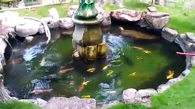 Kolam Ikan Hias- Ikan Mas