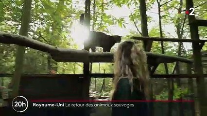 Royaume-Uni : le pays développe des programmes de réintroduction d'espèces menacées